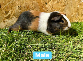 Young Guinea pigs