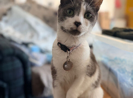Kittens for sale