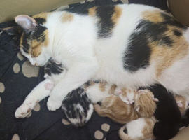 1 black and white kitten for sale 10 weeks