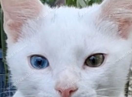 Beautiful pure white male kitten