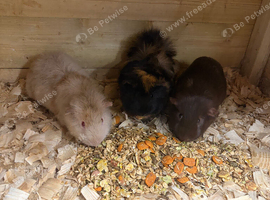 3 male guinea pigs