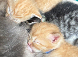 BEAUTIFUL KITTENS TO RESERVE