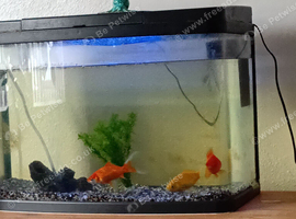 Three healthy Goldfish