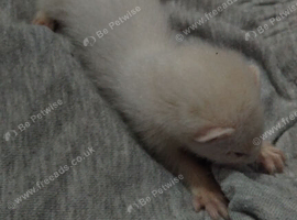 Albino baby ferret