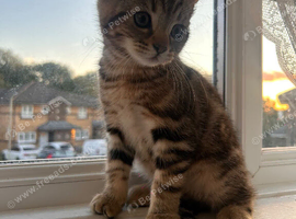 Kitten for sale 25% shorthair 25% silverback bengal 50% tabby
