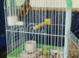 Goldfinch and cage