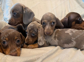 Kc miniature smooth haired  dachshunds
