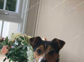Proven Jack Russell stud 2x