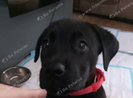 Rotticorso Puppy