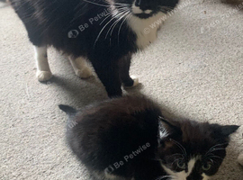 Beautiful tabby and black kittens