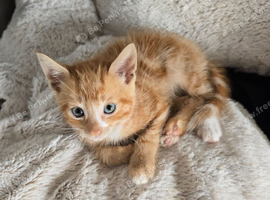 2 male ginger kittens