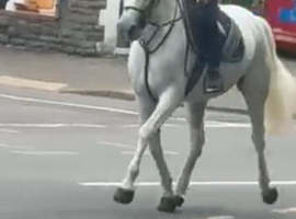 Smart 15.1h Registered Connemara Mare***