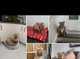 Beautiful Female Olde english bulldog