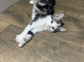 10 week kitten for sale