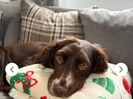 2x cocker spaniels looking for forever sofas .