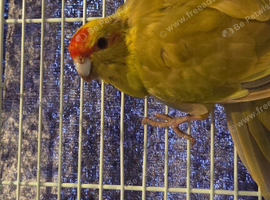 Kakariki