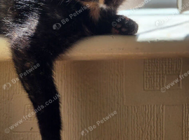 Kittens