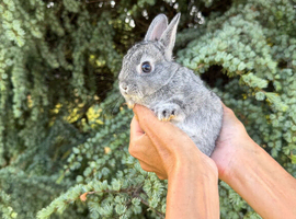 Baby Netherland Dwarf Bunny Rabbit Male Buck