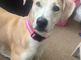 Female greyhound