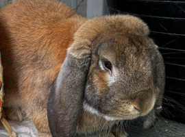 French lop buck