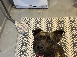 1 year old Dutch shepherd x staff