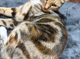3 year old female
