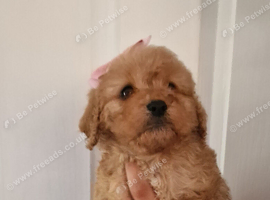 Poodle/cavapoo girl