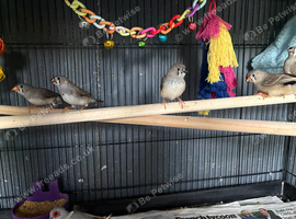 Young grey (normal) zebra finches split for pied