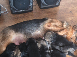 German Shepherd Puppies