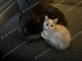 Gorgeous blueceyed female ragoll 8 weeks