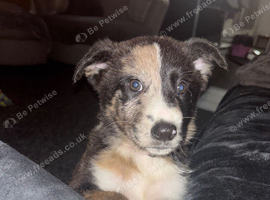 Last female puppy