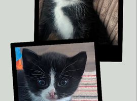 2 Male Tuxedo Kittens For Sale