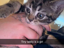 Two kittens available immediately.