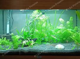 Aquarium maintenance and design