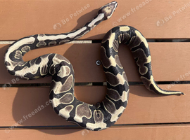 Rare Scaleless/ super micro scale royal (ball) python
