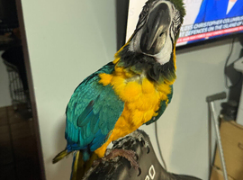 Macaw Parrot