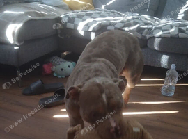 Merle