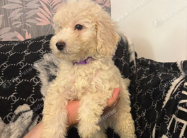 Cockapoo puppies