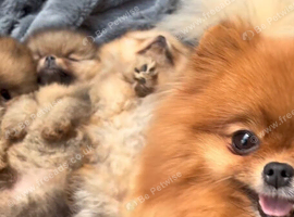 Beautiful Pomeranian Puppies