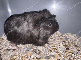 Baby guinea pigs