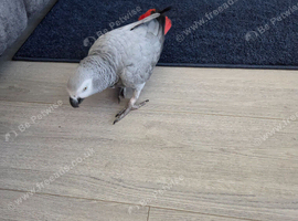 African grey for sale