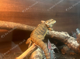 Sell breaded dragon