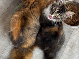 Pedigree Maine coon kitten - LAST GIRL READY now Reduced