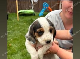 Beautiful bocker puppies