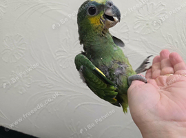 Handreared orange winged amazon