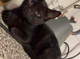 Salem the black beauty