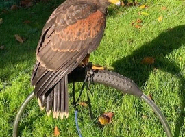 Harris Hawks
