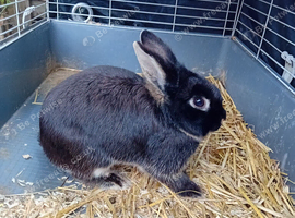 Lionhead rabbits Tamworth
