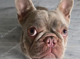 French bulldog