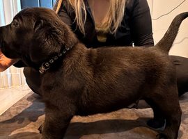 Labrador show puppies